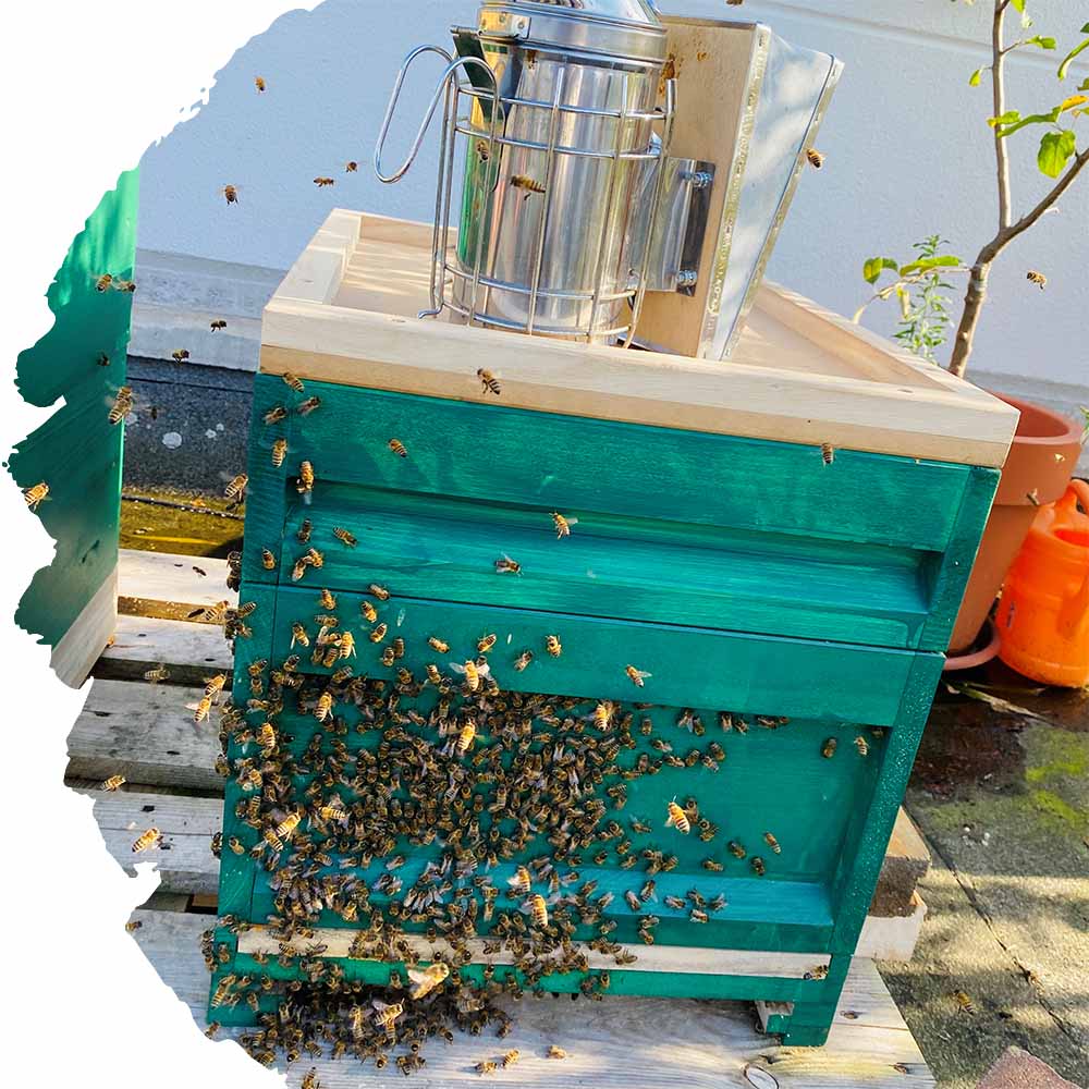 Beute grün Imkerei Weze Bienenkönig Niederrhein
