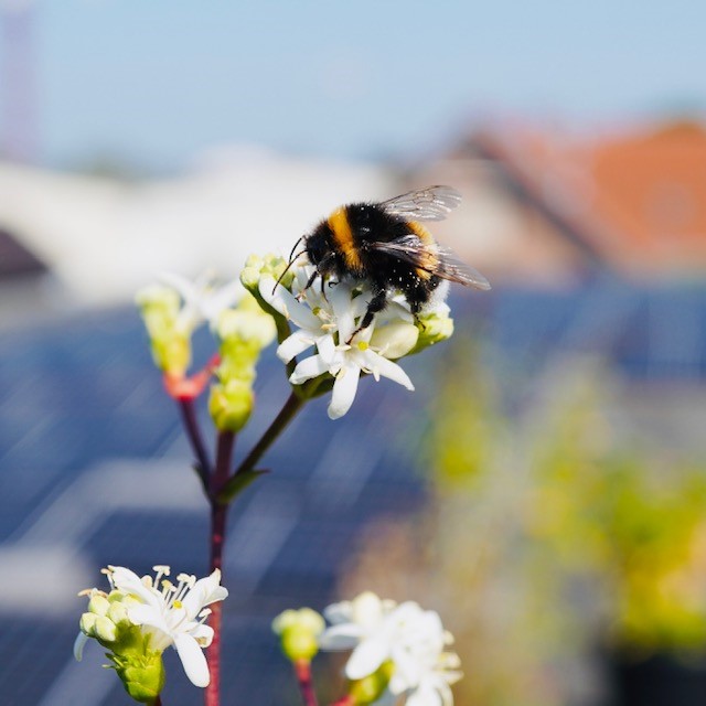 Hummel auf Blüte Bienenkönig Niederrhein