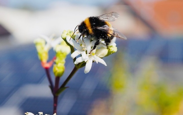 Hummel auf Blüte Detail Bienenkönig Niederrhein