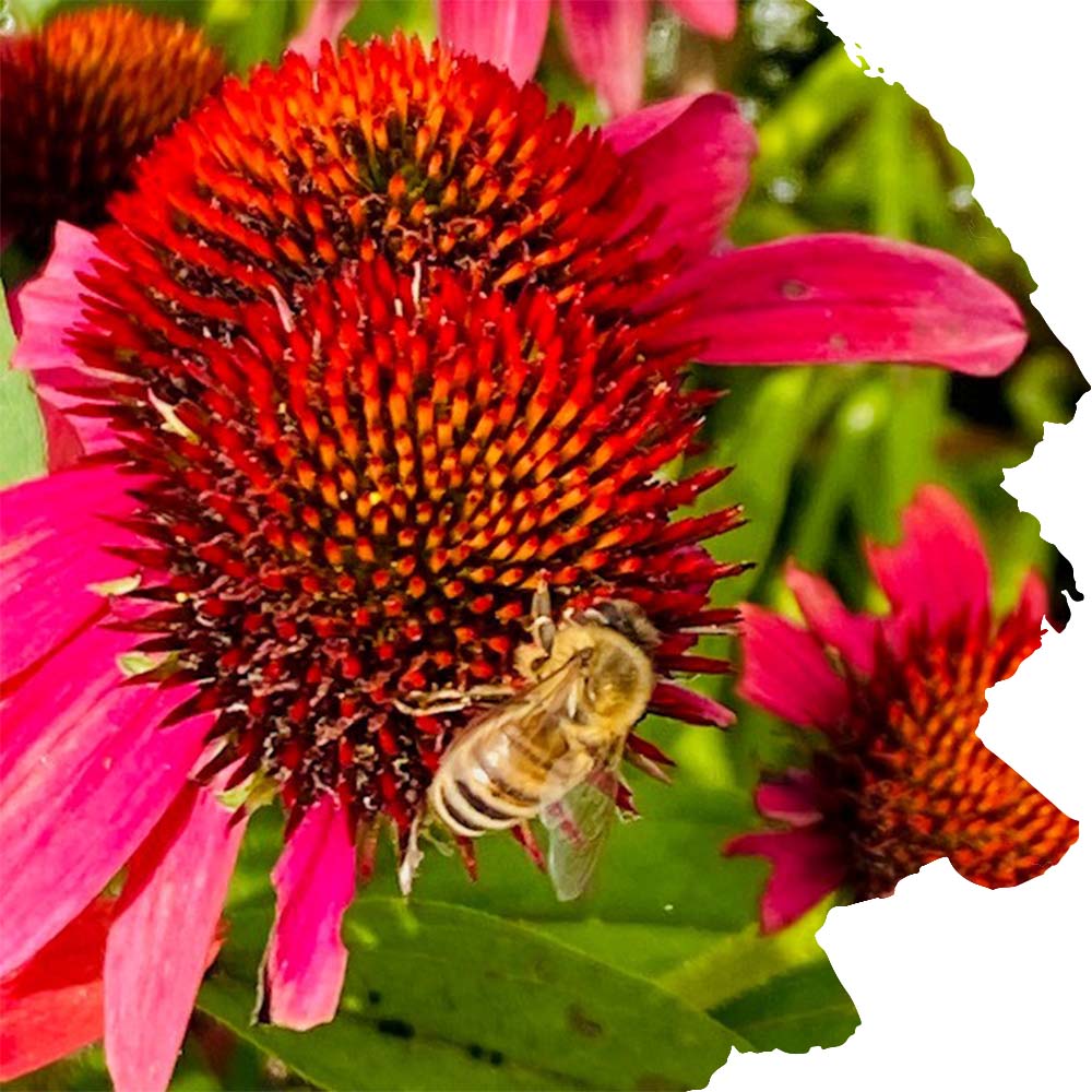 Blüte rot mit Honigbiene