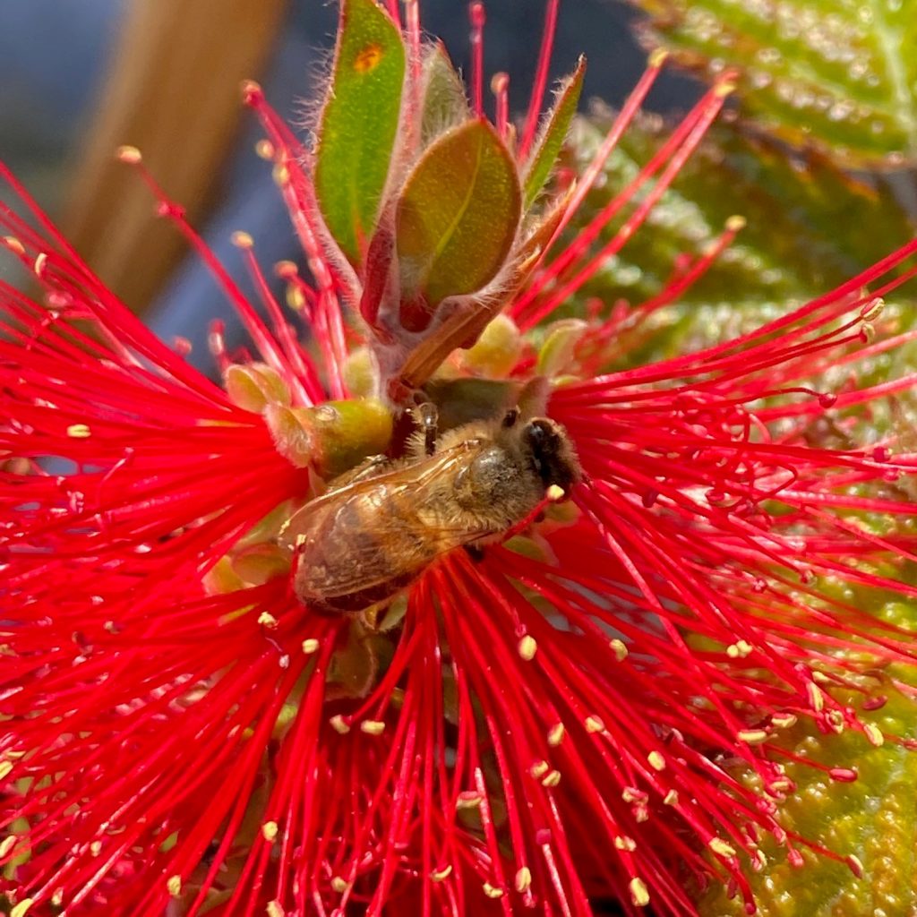 Biene auf Blüte Detail Bienenkönig Niederrhein