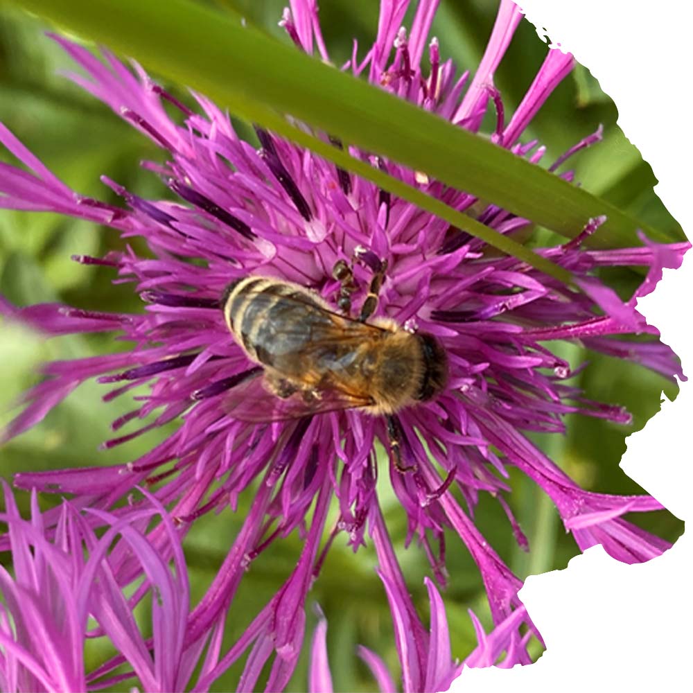 Konrblume mit Honigbiene Bienenkönig Niederrhein