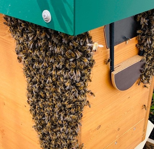 Bienentraube an Bienenbox Bienenkönig Niederrhein