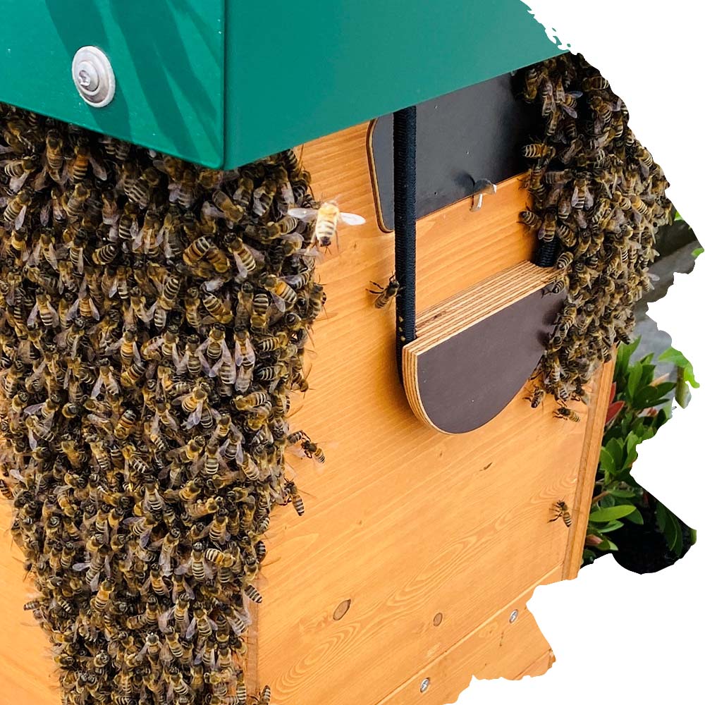 Bienenschwarm Traube Bienenkönig Niederrhein