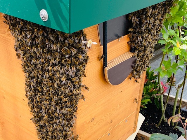 Bienentraube Weeze Bienenkoenig Niederrhein