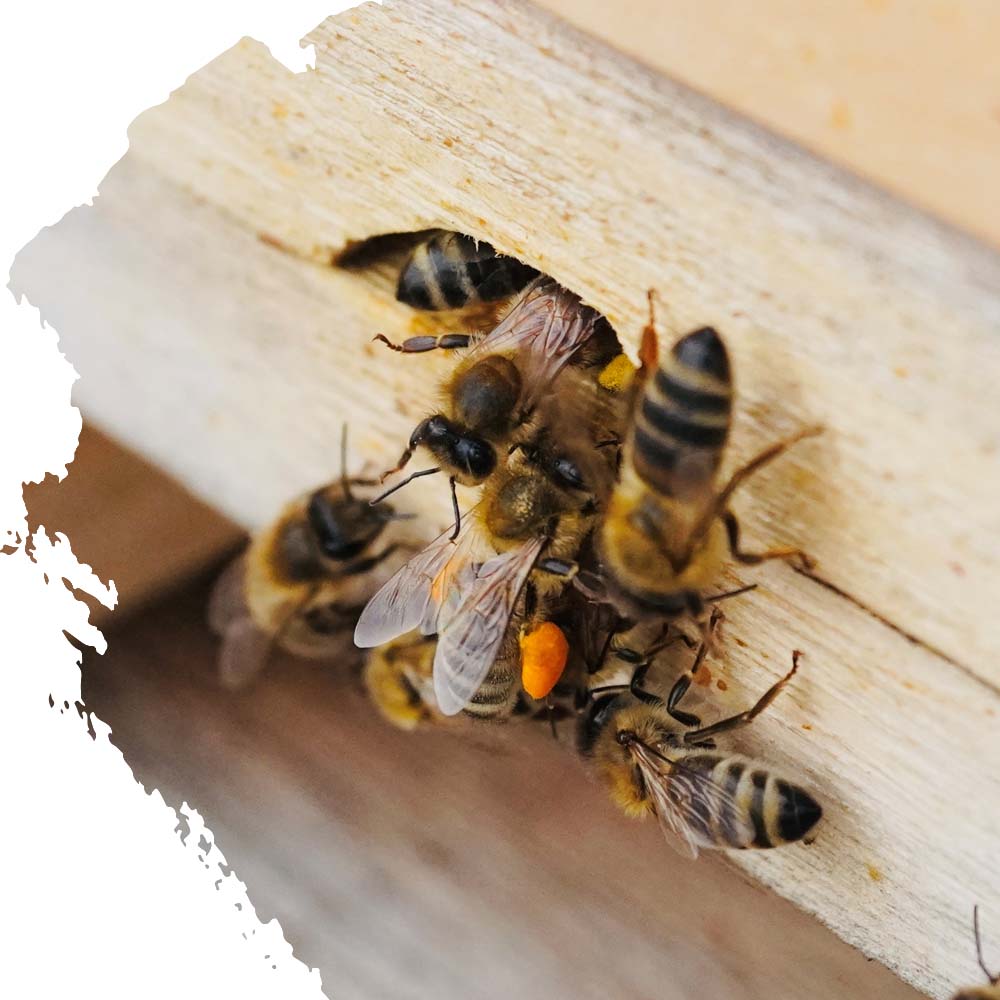 Honigbiene Beute Anschnitt Bienenkönig Niederrhein