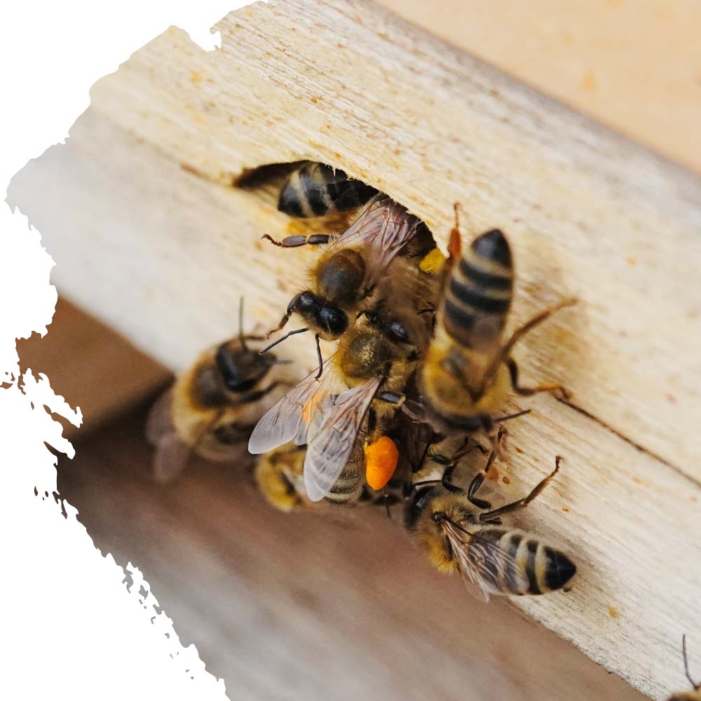 Honigbiene Beute Anschnitt Bienenkönig Niederrhein