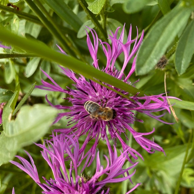 Honigbiene auf Blume Detail Bienenkönig Niederrhein