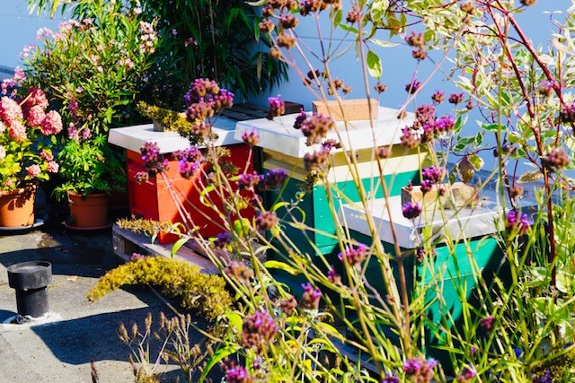 Bienenpatenschaft Unternehmen Bienenkoenig Niederrhein