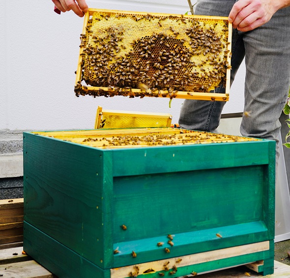 Bienenwabe Weeze Bienenkönig Niederrhein