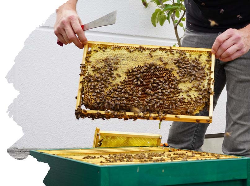 Bienenwabe Imkerei Kevelaer Bienenkönig Niederrhein