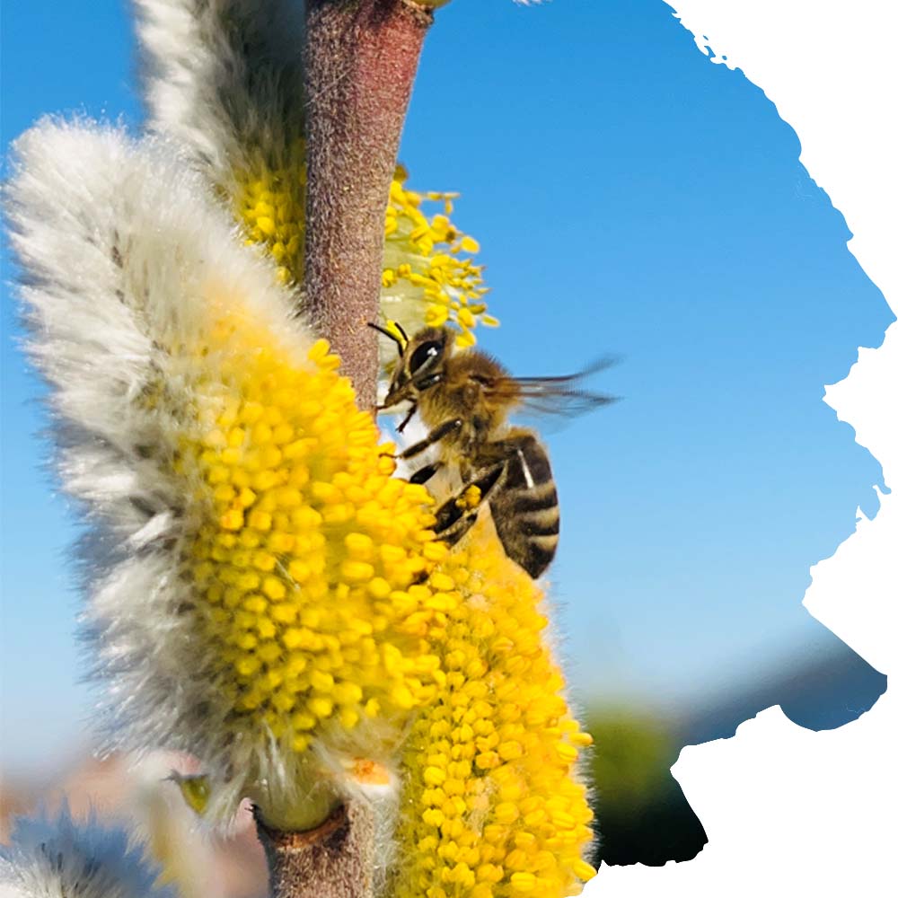 Standorte Imkerei Bienenkönig Niederrhein Saalweide