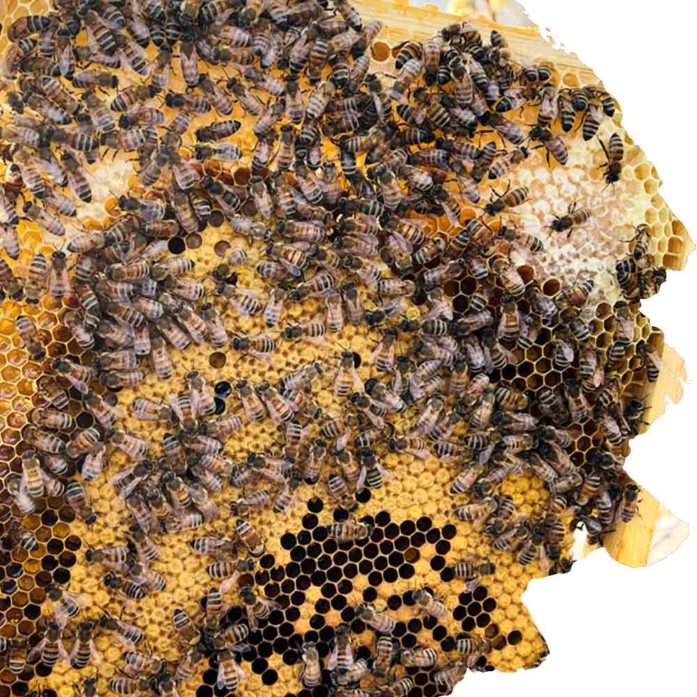 Bienenwachs von flessigen Bienen - Bienenkönig Niederrhein