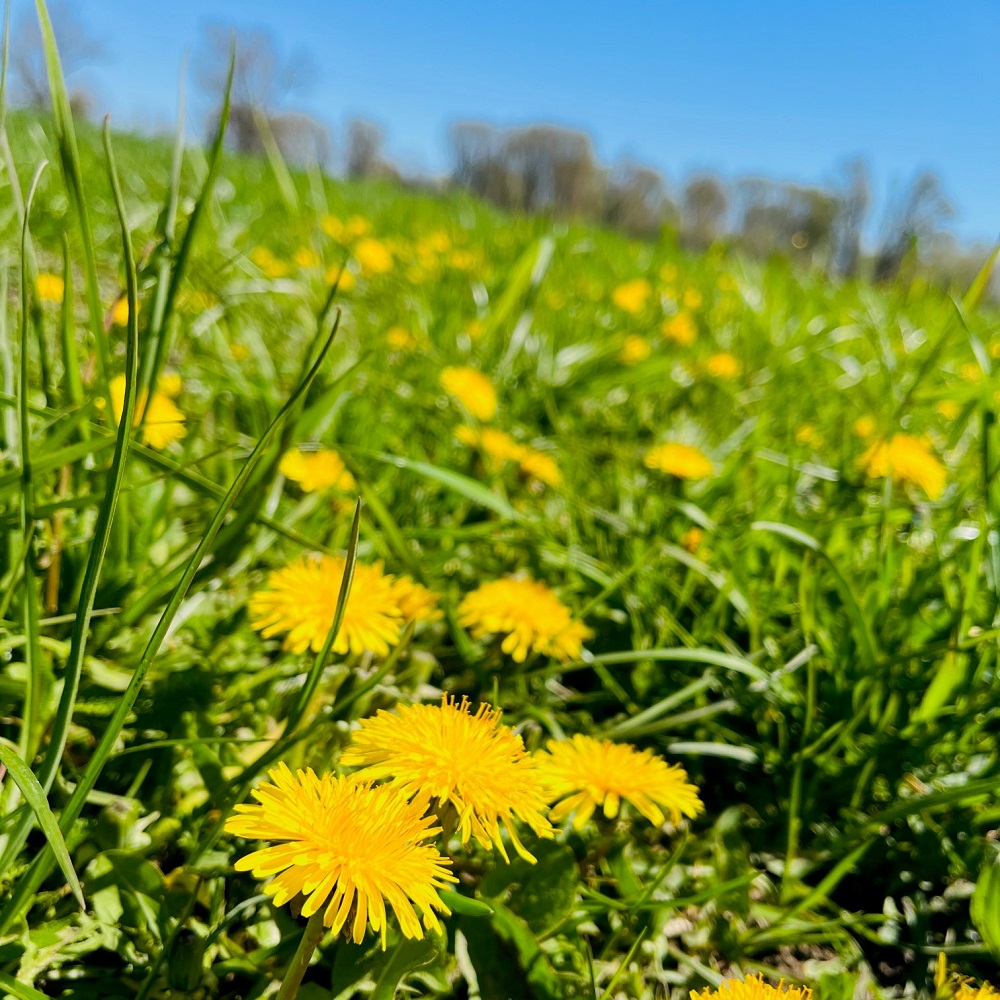 Bienenwiese Wildblumenwiese Imkerei Bienenkönig Niederrhein