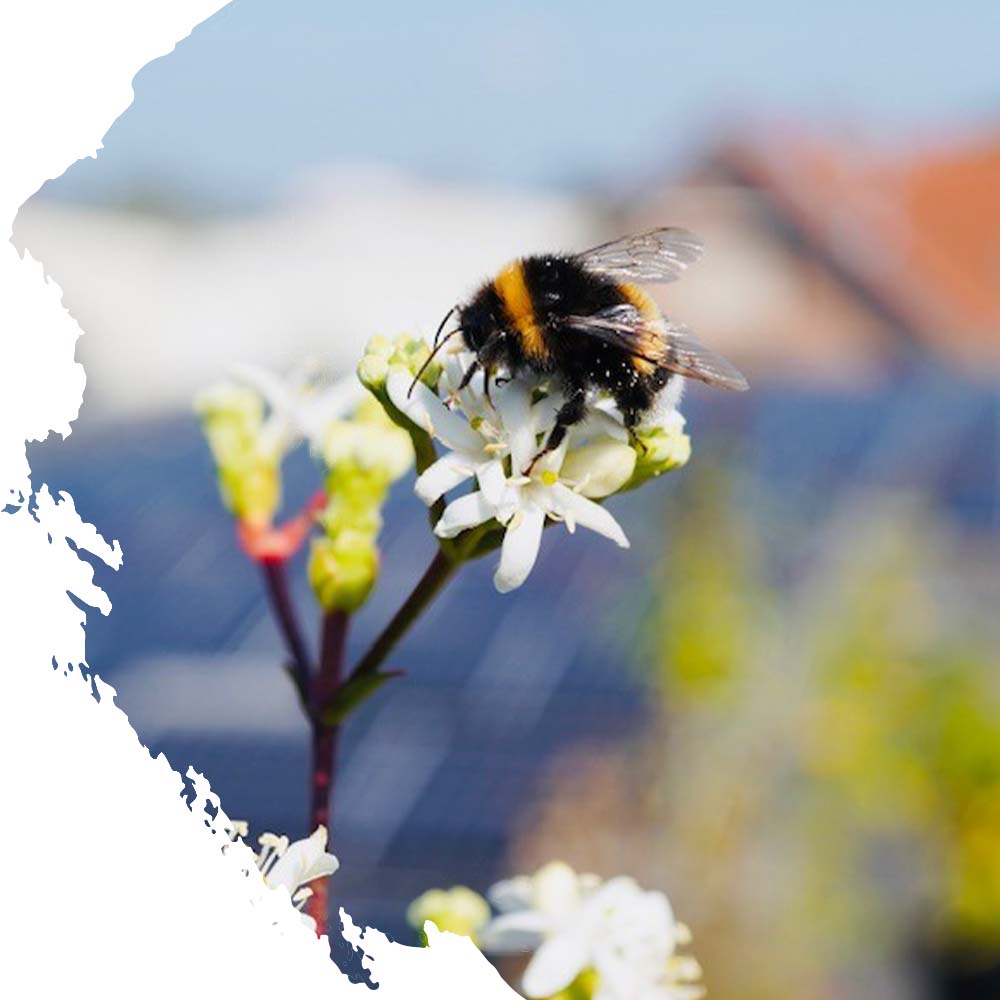 Naturschutz Umweltschutz Imkerei Bienenkönig Niederrhein