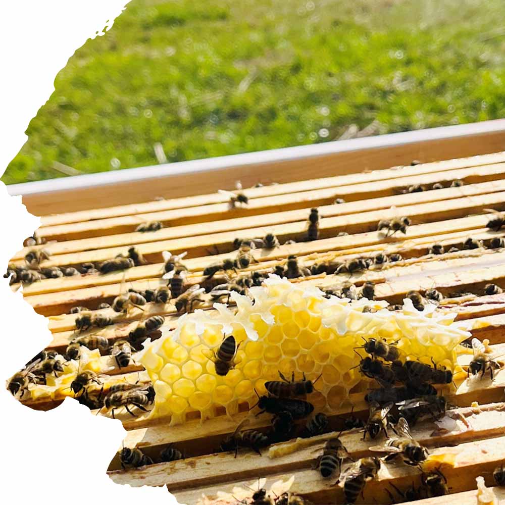 Wildbau Bienenbeute Bienenkönig Niederrhein