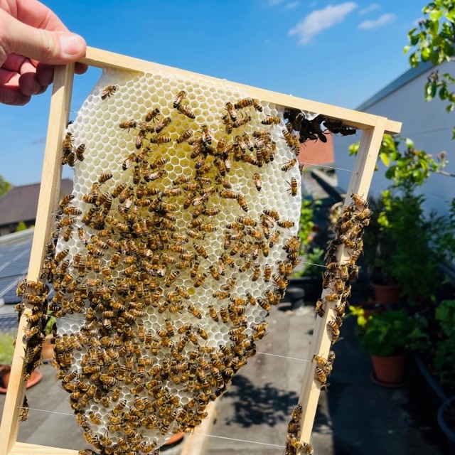 Naturwabenbau Weeze Imkerei Bienenkönig Niederrhein