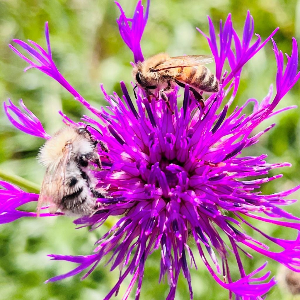 Biene und Hummer Imkerei Bienenkönig Niederrhein