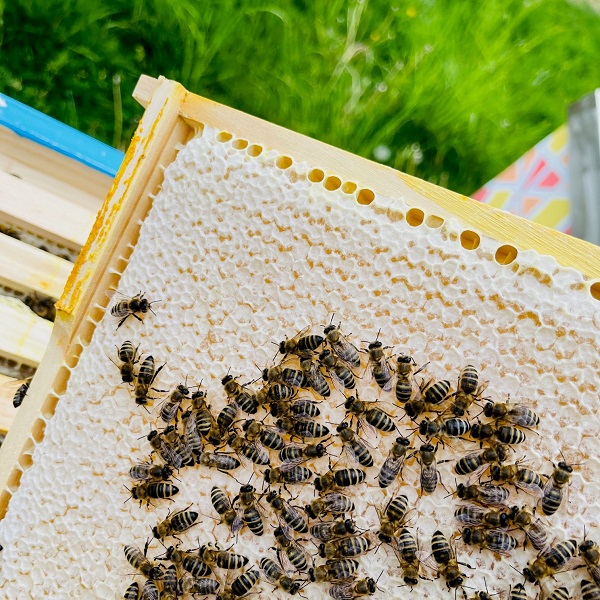 Arbeiterin Bienenvolk Bienenkönig Niederrrhein 2