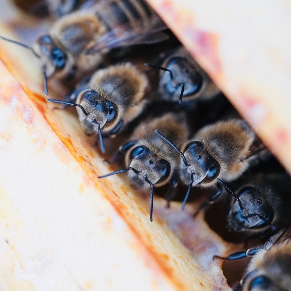 Arbeiterin Bienenvolk Bienenkönig Niederrrhein