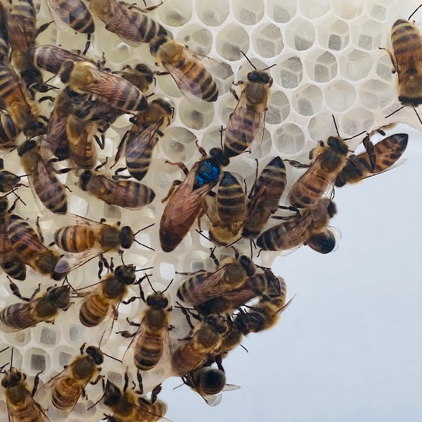 Bienenkönigin Bienenvolk Bienenkönig Niederrrhein