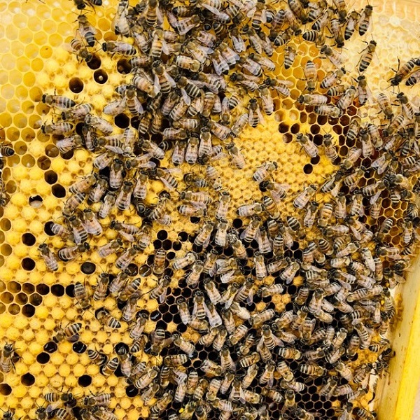 Bienenwabe Bienenwachs Bienenkönig Niederrhein