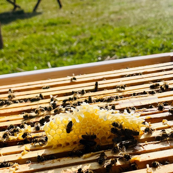 Bienenwachs Wildbau Imkerei Bienenkönig Niederrhein