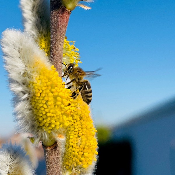 Bienenweide Imkerei Bienenkönig Niederrhein