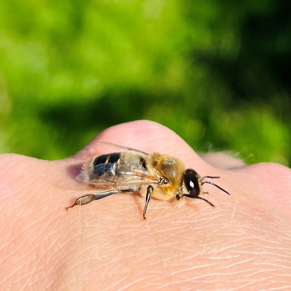 Drohn Bienenvolk Bienenkönig Niederrrhein