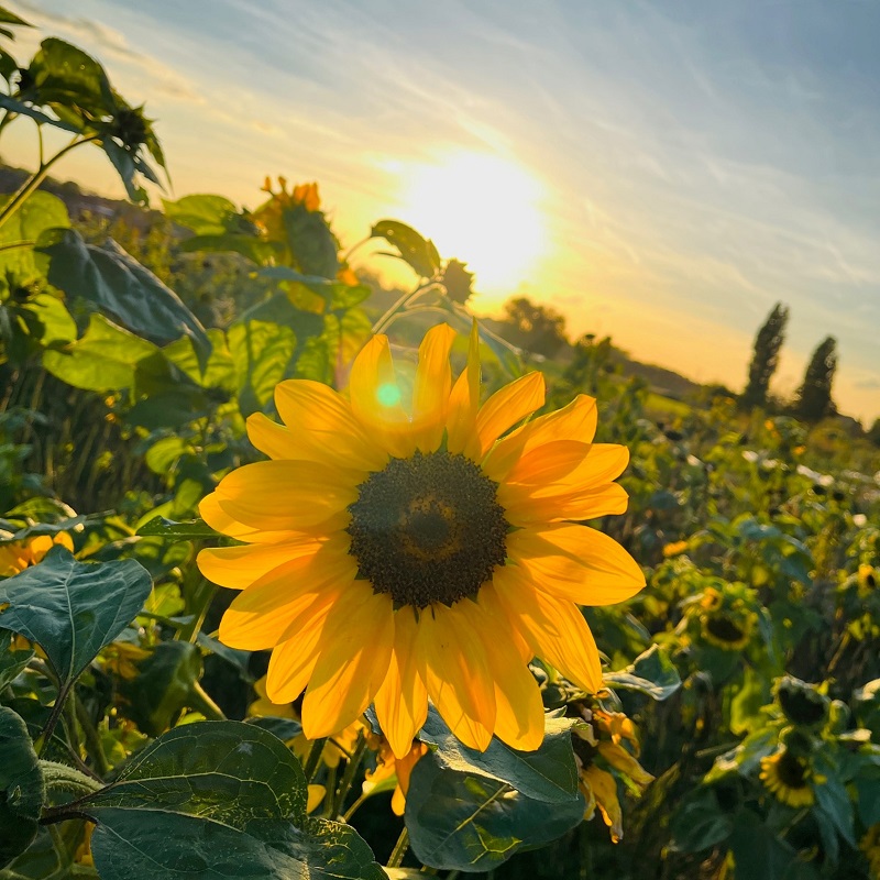 Engagement Verbände und Vereine Bienenkönig Niederrhein