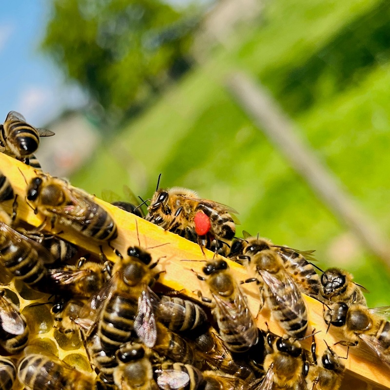 Imkerverein Kevelaer Bienenkönig Niederrhein