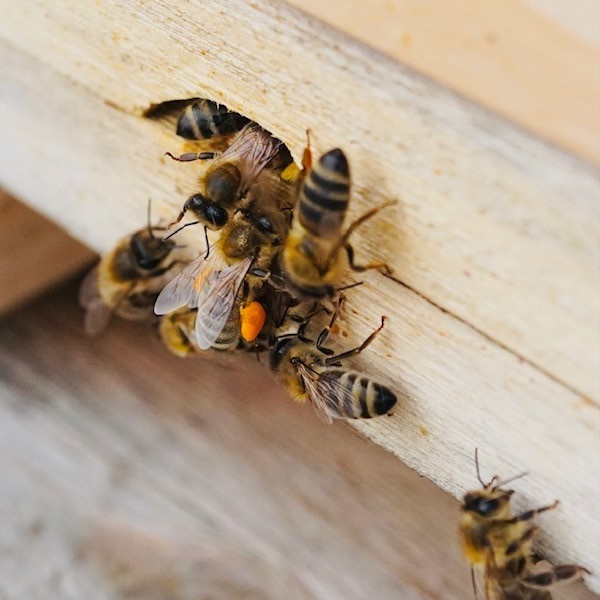 Rund um Bienen Pollen Bienenkönig Niederrhein Imkerei