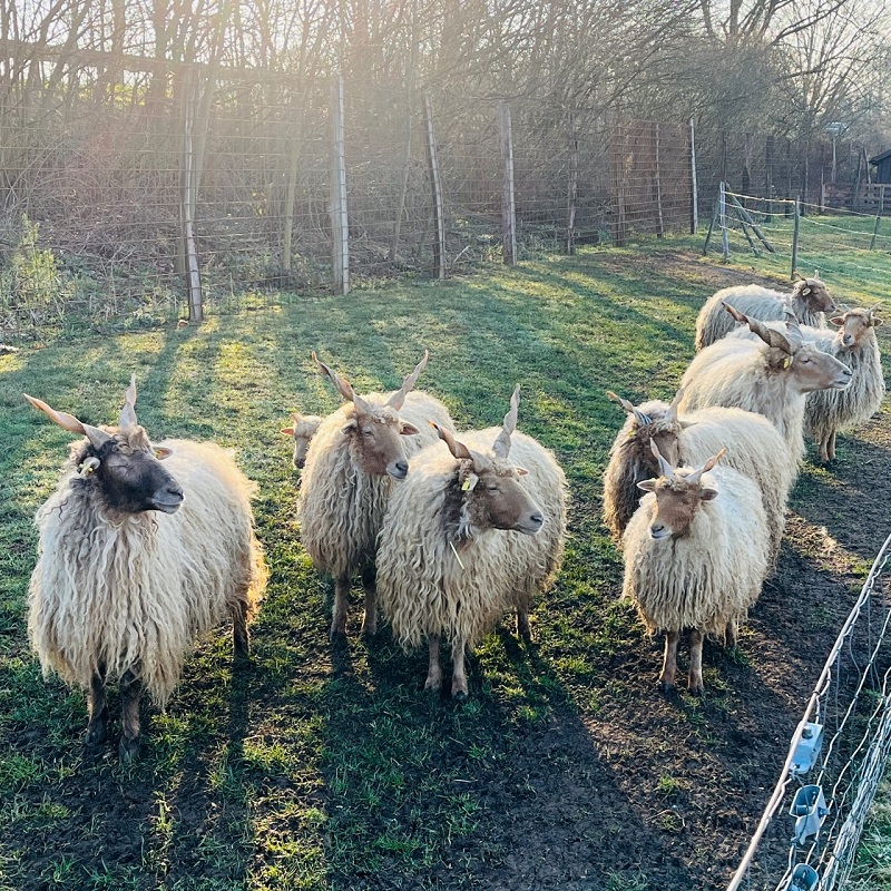 Tierpark Weeze Bienenkönig Niederrhein