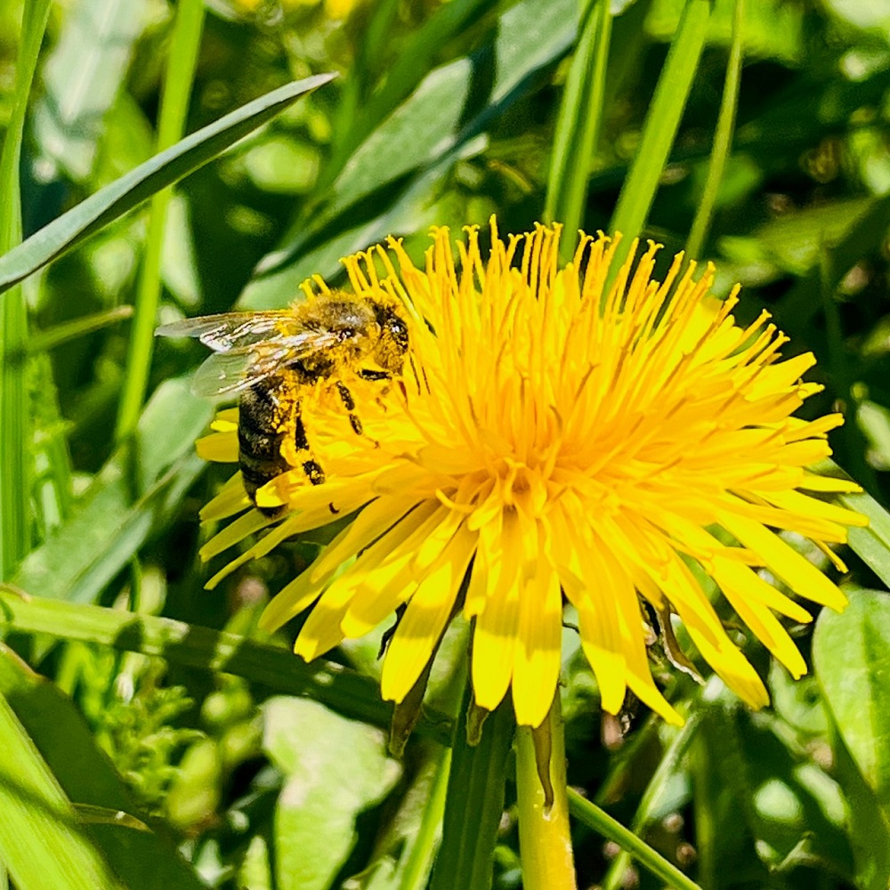 Bienenweide Löwenzahn Imkerei Bienenkönig Niederrhein 2