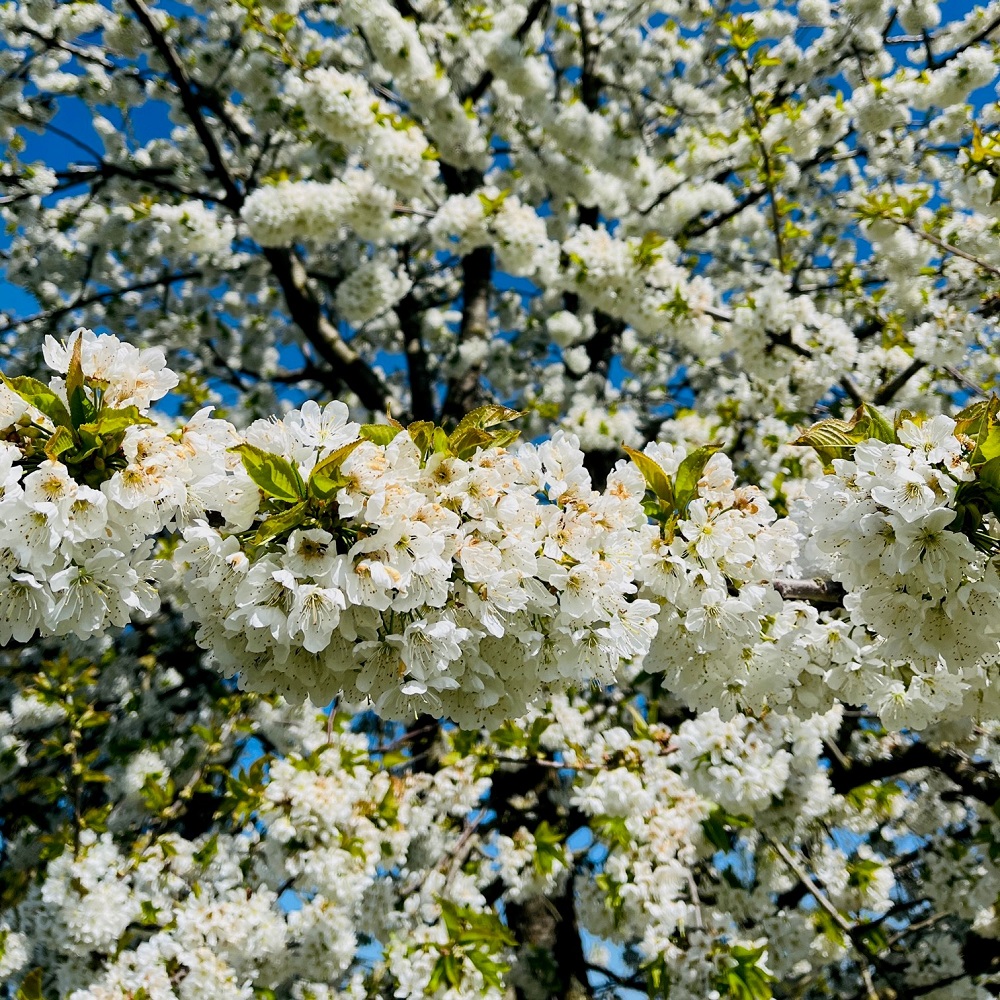 Obstblüte Bienenweide Imkerei Bienenkönig Niederrhein