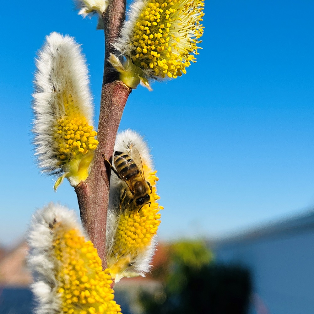 Weide Bienentracht Imkerei Bienenkönig Niederrhein