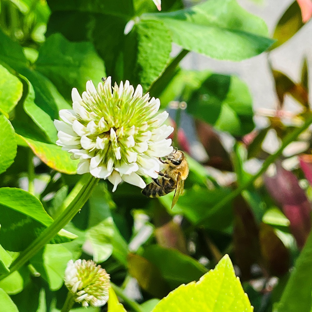 Weissklee Trachtpflanze Imkerei Bienenkönig Niederrhein 1