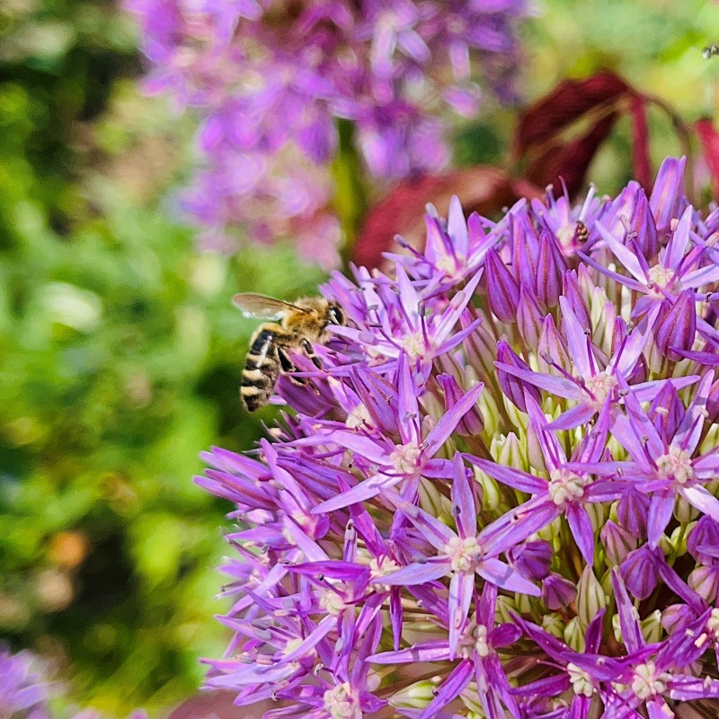 Zierlauch Allium Imkerei Bienenkönig Niederrhein