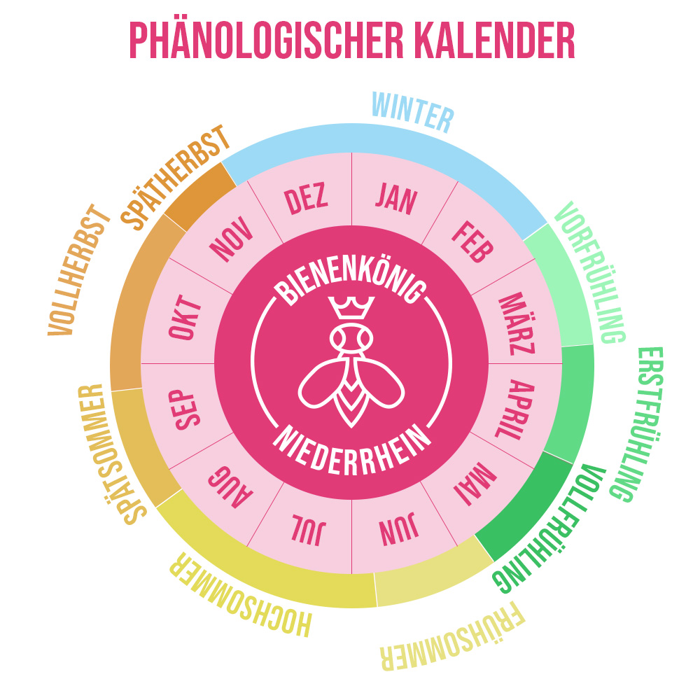 Phänologischer Kalender Pflanzen Bienenkönig Niederrhein