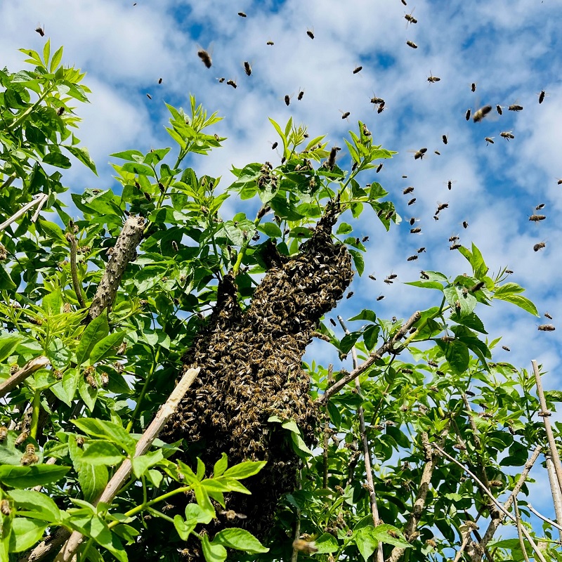 Bienenschwarm Kevelaer Imkerei Bienenkönig Niederrhein