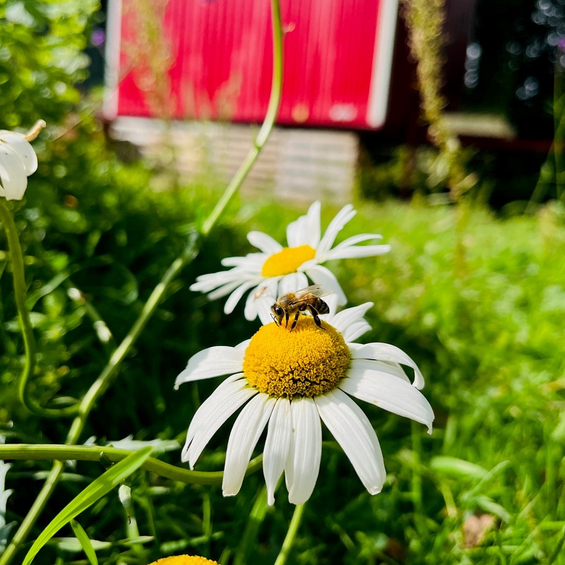 Imkerei Bienenkönig Niederrhein Bedburg-Hau Schenppenbaum Detail Biene