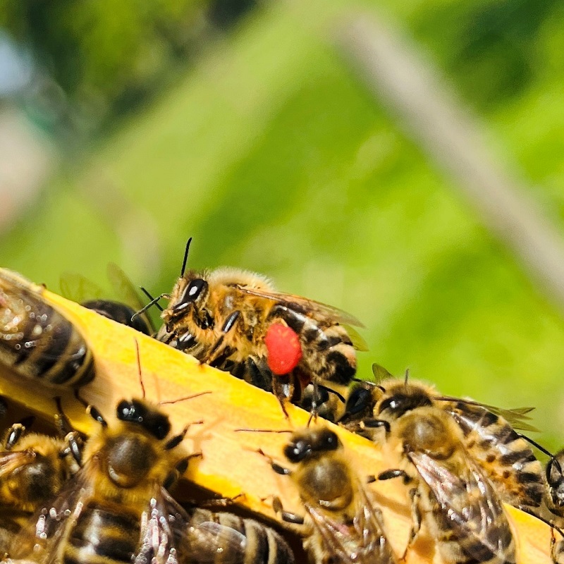Biene mit Blütenpollen Imkerei Bienenkönig Niederrhein Bedburg-Hau