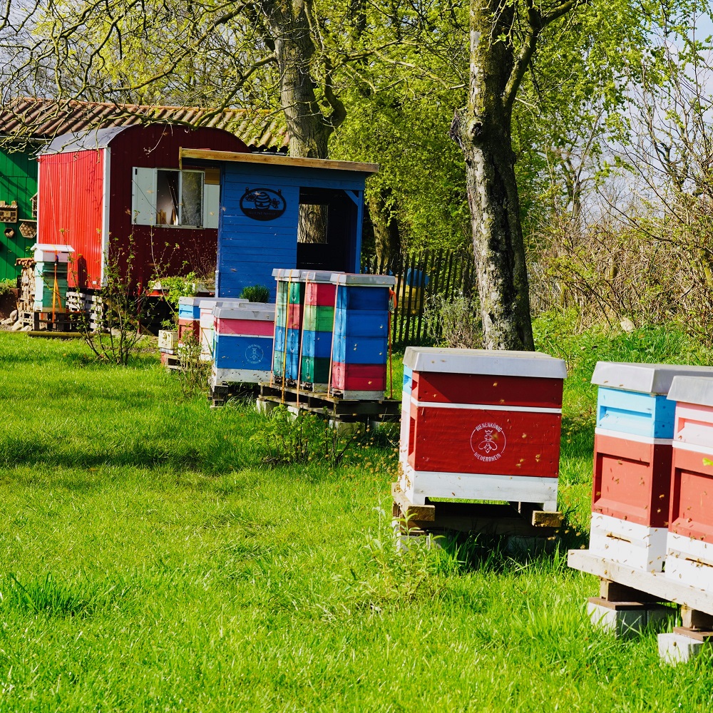 Bio Imkerei Bedburg Hau Bienenkönig Niederrhein Schneppenbaum