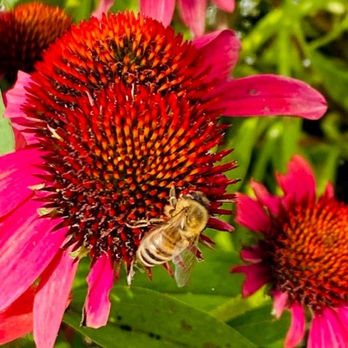 Bienenschutz Bienenwiese Bienenkönig Niederrhein 5 Bienenblüte Düsseldorf Bienenkönig Niederrhein
