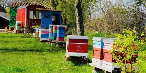 Bienenstand Schneppenbaum Bienenkönig Niederrhein