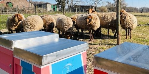 Naturhof Kevelaer Imkerei Bienenkönig Niederrhein