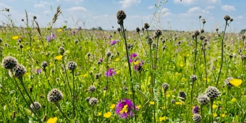 Wildblumenwiese Bienenkönig Niederrhein Imkerei