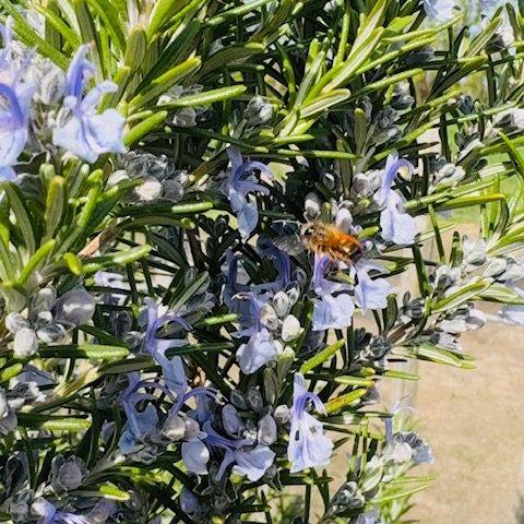 Blühender Rosmarin mit einer Biene, die an den lila Blüten sammelt.