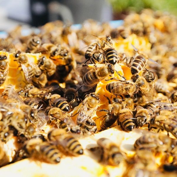 Eine belebte Bienenwabe mit vielen Bienen, die auf der Wabe herumkrabbeln.