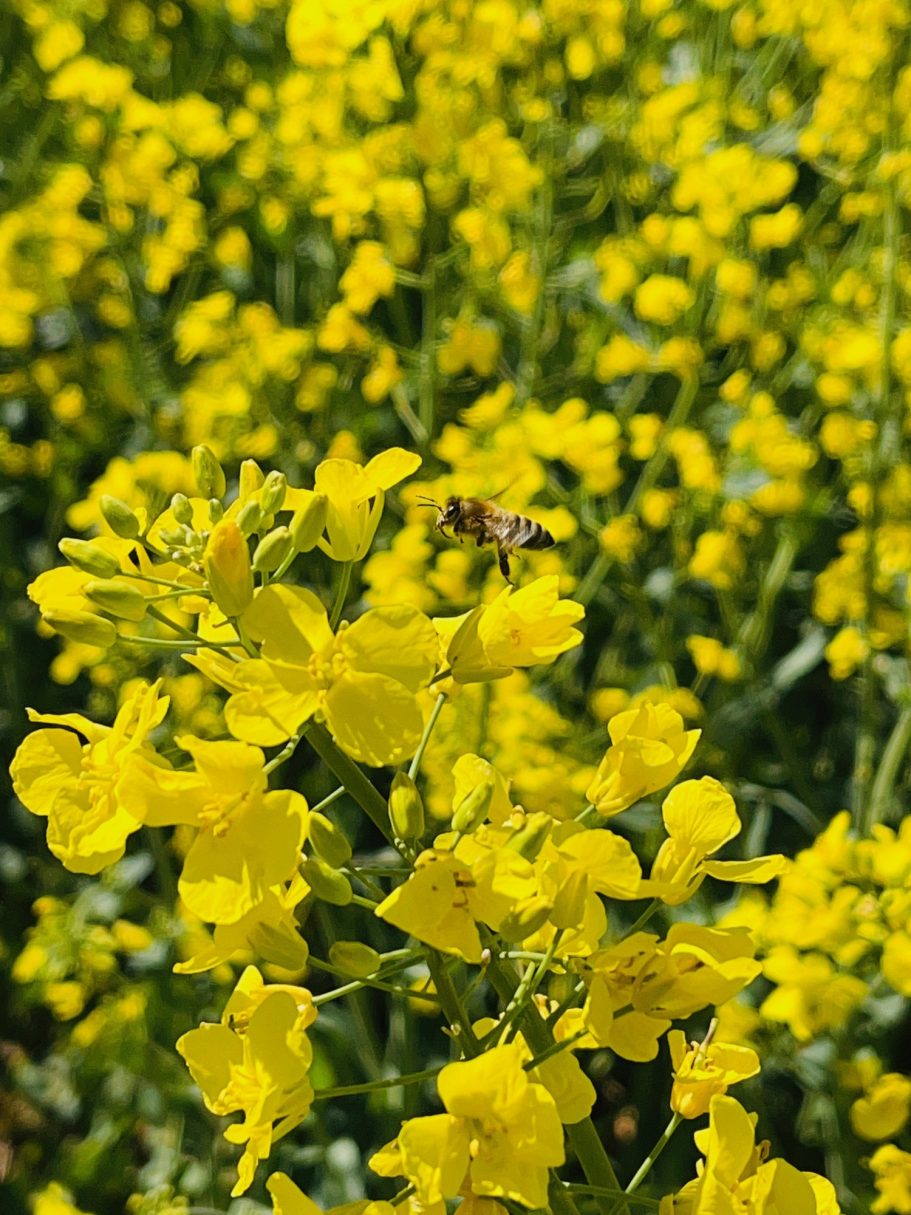 Bunte gelbe Blumen mit einer Biene, die auf einer Blüte sitzt.